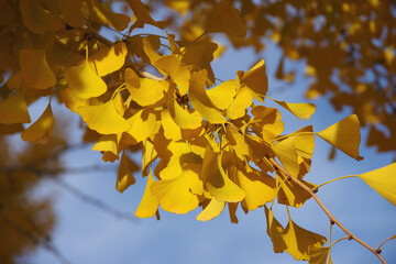 Full frame close-up view into part of the crown of a gingko tree with bright yellow autumn leaves and blue sky above