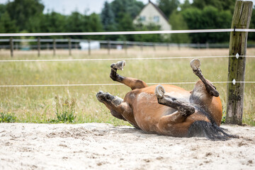 hübsches braunes Warmblut wälzt sich nach getaner Arbeit im Sand auf einem Paddock im Auslauf