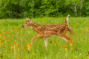 Pine County. Captive fawn.