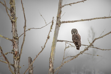 USA, Minnesota, Sax-Zim Bog. Great gray owl on tree branch on foggy winter morning.
