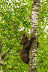 USA, Minnesota, Pine County. Black bear cub climbing tree.