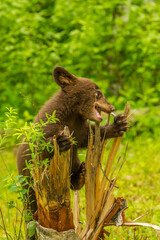 USA, Minnesota, Pine County. Black bear cub on tree stump.