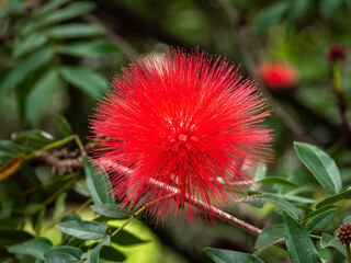 Calliandra (Calliandra  haematocephala), Red Flower Similar to a Pompom in a Tropical Forest