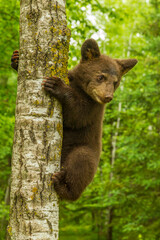 USA, Minnesota, Pine County. Black bear cub climbing tree.