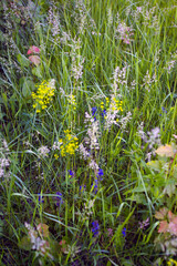 flowers in the meadow with bright and contrasting