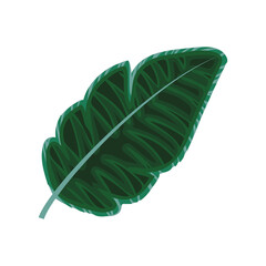 leaf palm foliage