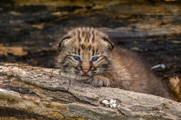 USA, Minnesota, Pine County. Bobcat kitten close-up.