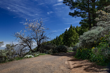 The path between the trees and flowers, Gran Canaria, Canary Islands, Spain