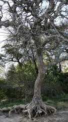 Fototapeta premium Árbol en la playa con sus raíces en el exterior fruto de la erosión