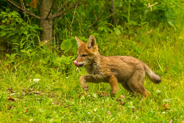 USA, Minnesota, Pine County. Coyote pup close-up.