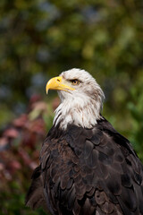 portrait of the eagle