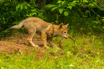 USA, Minnesota, Pine County. Coyote pup playing with stick.