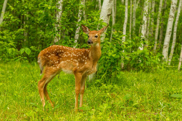 Naklejka na ściany i meble USA, Minnesota, Pine County. White-tailed deer fawn close-up.