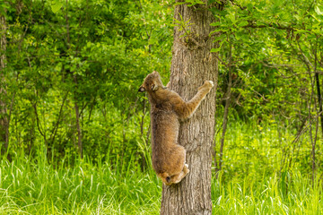USA, Minnesota, Pine County. Lynx climbing tree.