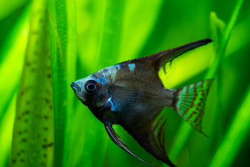 portrait of an amazon blue Angelfish (Pterophyllum scalare) in tank fish with blurred background
