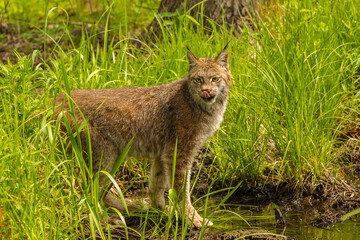 USA, Minnesota, Pine County. Lynx close-up.
