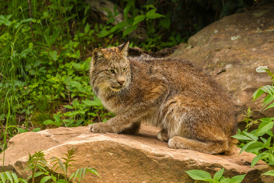 USA, Minnesota, Pine County. Lynx Close-up.