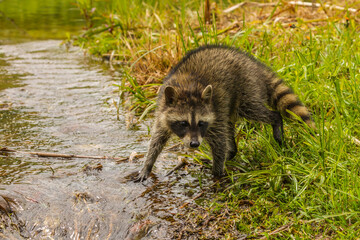 USA, Minnesota, Pine County. Raccoon and stream.