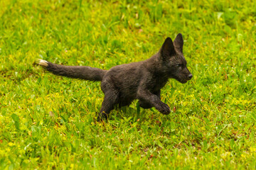 USA, Minnesota, Pine County. Red fox pup running.