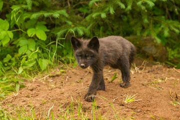 USA, Minnesota, Pine County. Red fox kit at den.