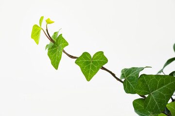 green house plant element on the white background