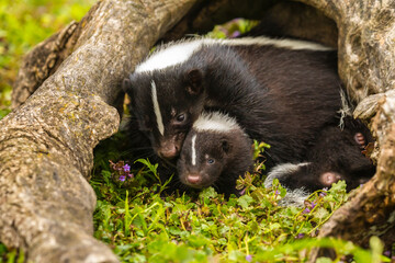 USA, Minnesota, Pine County. Striped skunk mother with kit.