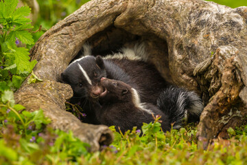 Fototapeta premium USA, Minnesota, Pine County. Striped skunk mother with kit.