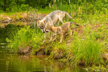 USA, Minnesota, Pine County. Wolf and pup at pond.