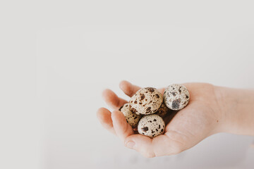 little quail eggs on a child's hand in close-up