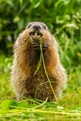 USA, Minnesota, Pine County. Adult woodchuck eating.