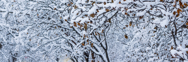 Snow on the branches of trees and bushes after a snowfall. Beautiful winter background with snow-covered trees. Plants in a winter forest park. Cold snowy weather. Cool texture of fresh snow. Panorama