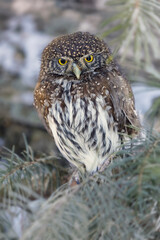 Northern pygmy owl, Montana.