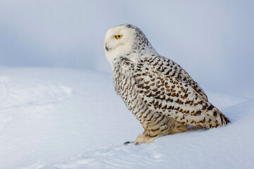 Snowy owl, Montana.