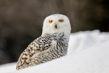 Snowy owl, Montana.