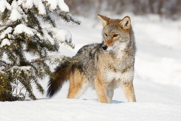 Fototapeta na wymiar Coyote in deep winter snow, Montana.