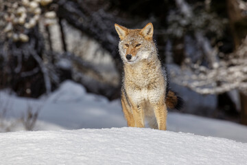 Coyote in deep winter snow, Montana.