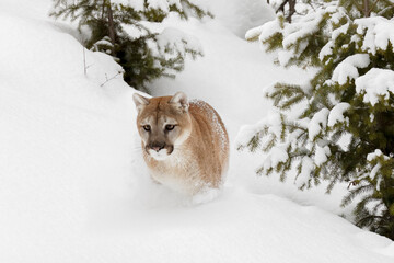 Cougar or Mountain Lion in deep winter snow.