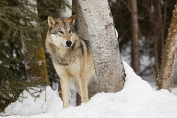 Tundra wolf in winter, Montana. © Danita Delimont