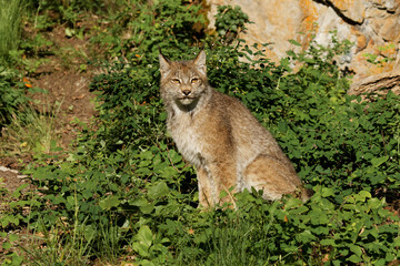 Naklejka na ściany i meble Canada Lynx.
