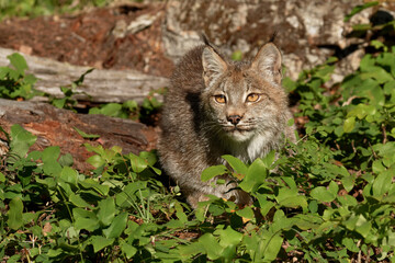 Canada Lynx.