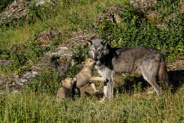 Wolf pups with adult female. © Danita Delimont