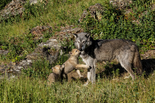 Wolf pups with adult female.