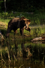 Grizzly bear and reflection in pond.