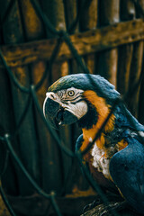 A bird trapped in a cage at the zoo