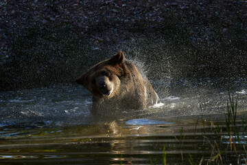 Obraz na płótnie Canvas Grizzly bear in pond shaking water off.