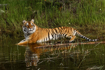 Siberian Tiger cooling off in small pond.