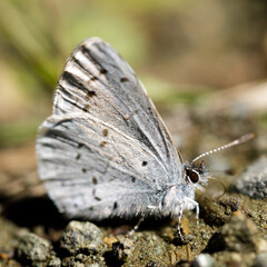 Echo azure butterfly sun bathing on dirt trail. Foothills Park, Santa Clara County, California, USA.