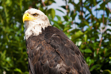 american bald eagle with plants portrait