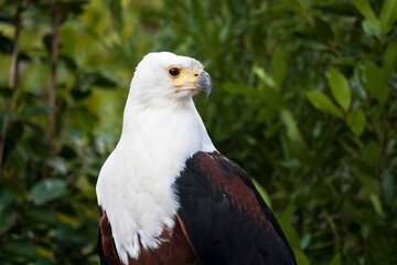 portrait of a eagle with plants