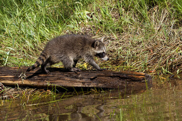 North American raccoon, Montana.